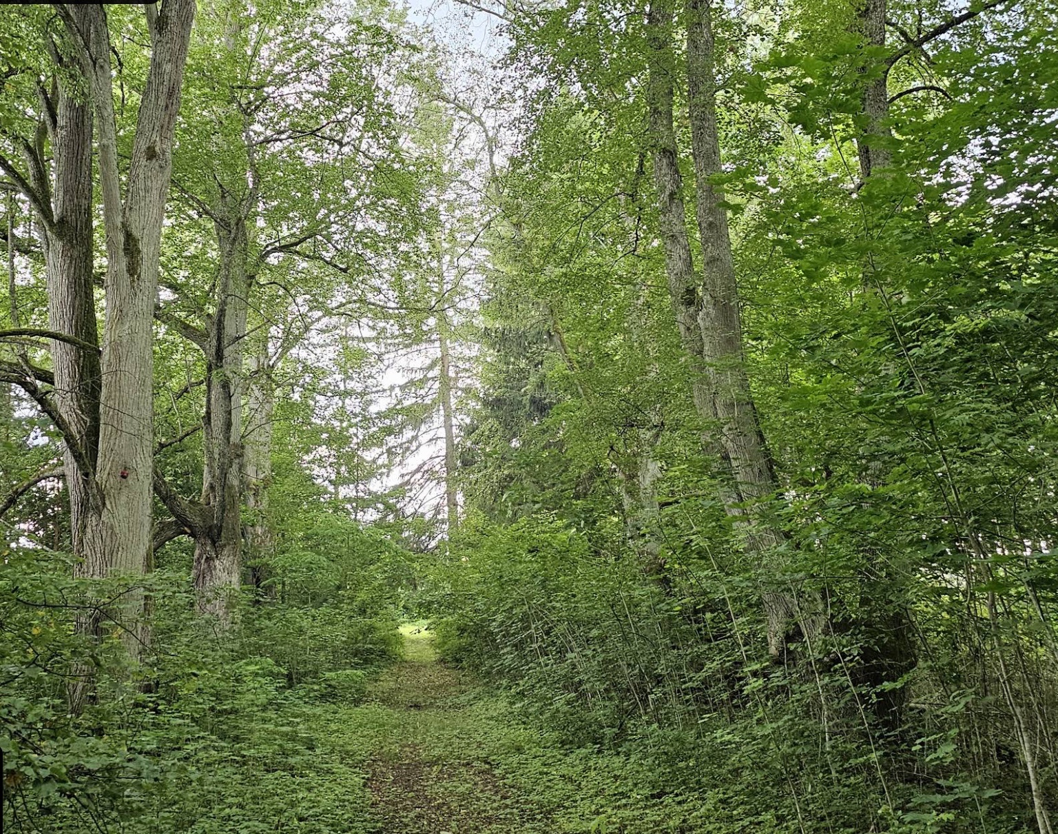 Szpaler lip w Żyliczach